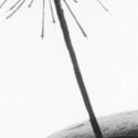 Symbiotische Versuchung